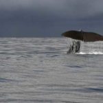 Исследование: «киты» не влияли на цену биткоина в 2018 году