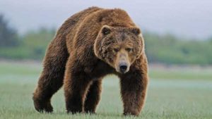 Курс биткоина: «Медведи» готовятся завладеть рынком