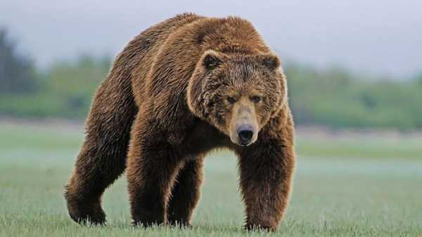 Курс биткоина: «Медведи» готовятся завладеть рынком