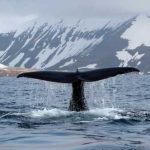 Аналитик: «киты» могут подтолкнуть биткоин к падению