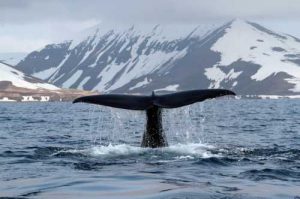 Аналитик: «киты» могут подтолкнуть биткоин к падению