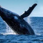 Santiment выяснили, в какие токены инвестируют «киты»